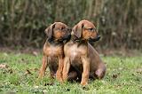 RODESIAN RIDGEBACK 197